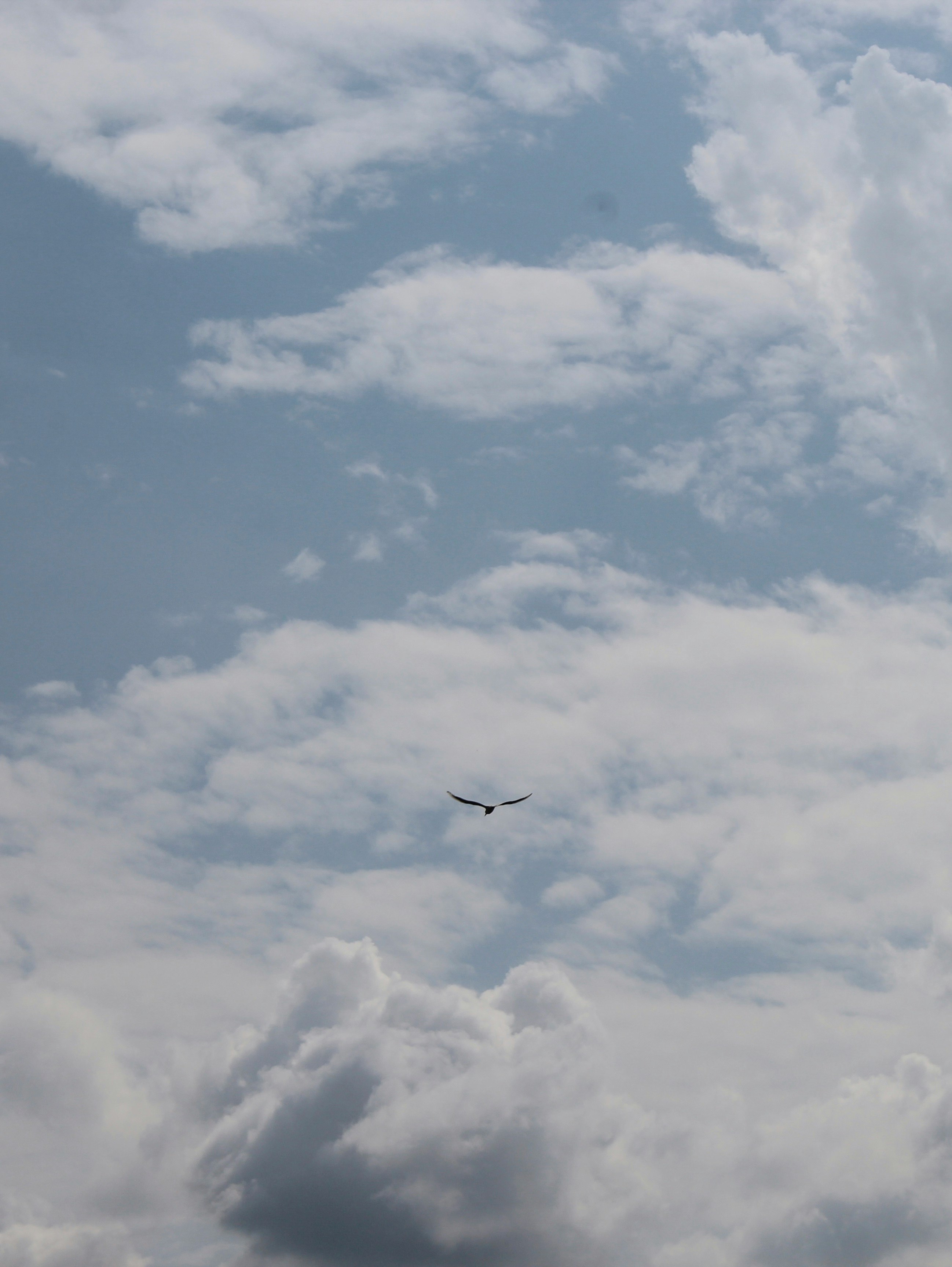 black bird flying under white clouds during daytime